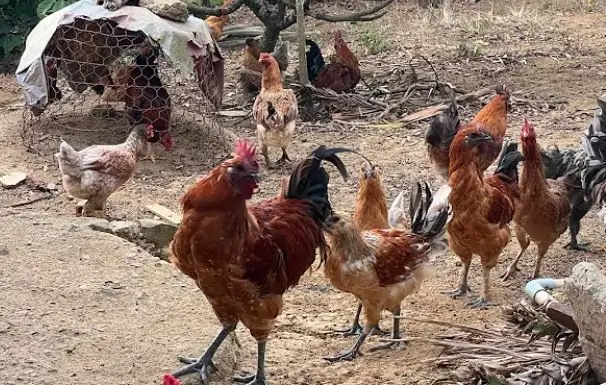 Kỹ thuật nu&ocirc;i g&agrave; H&rsquo;M&ocirc;ng cho năng suất v&agrave; hiệu quả cao