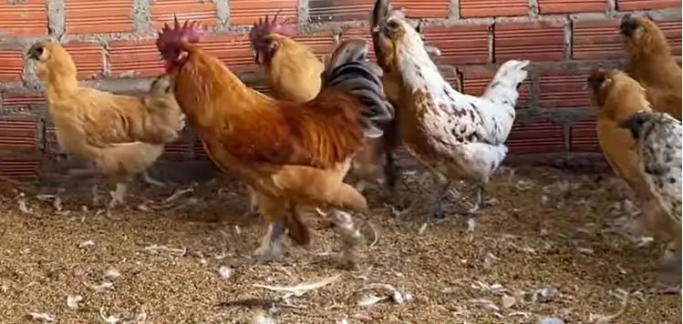 Kỹ thuật nu&ocirc;i g&agrave; H&rsquo;M&ocirc;ng cho năng suất v&agrave; hiệu quả cao