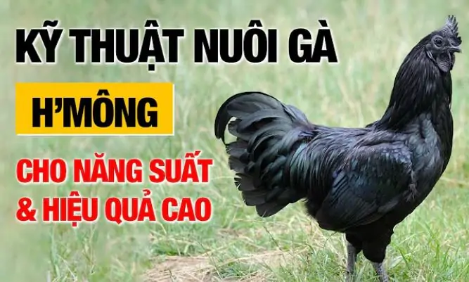 Kỹ thuật nu&ocirc;i g&agrave; H&rsquo;M&ocirc;ng cho năng suất v&agrave; hiệu quả cao