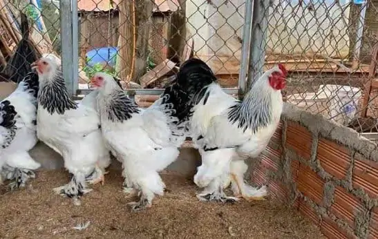 TRI THỨC NHÀ NÔNG