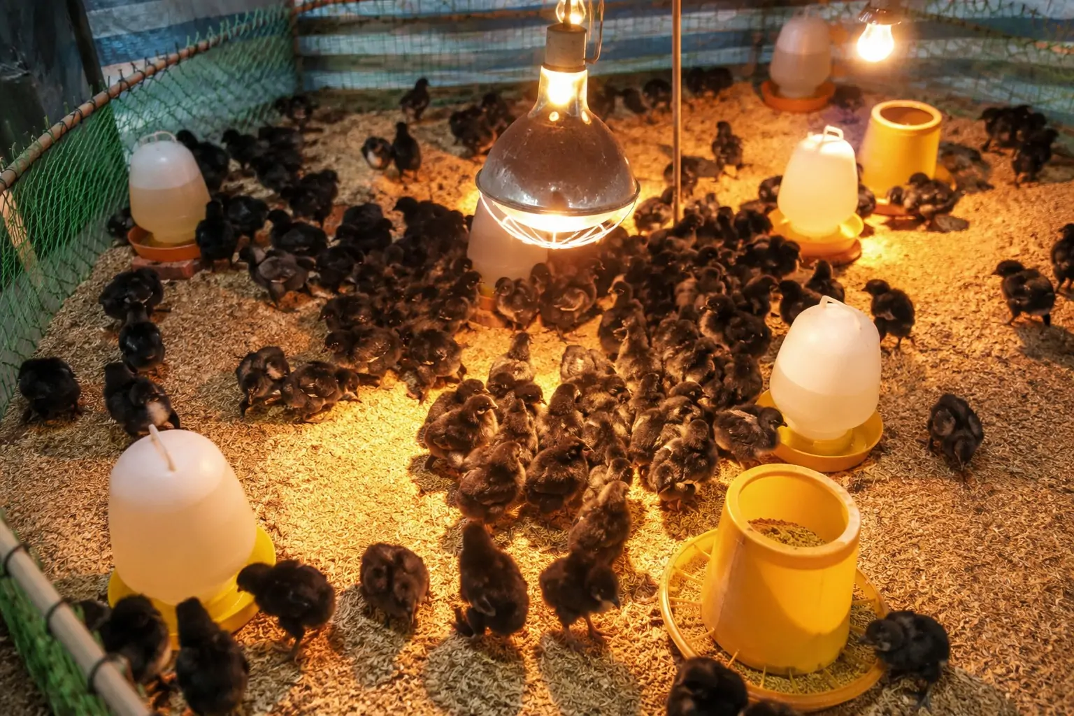 Các bệnh thường gặp trên Gà Sao