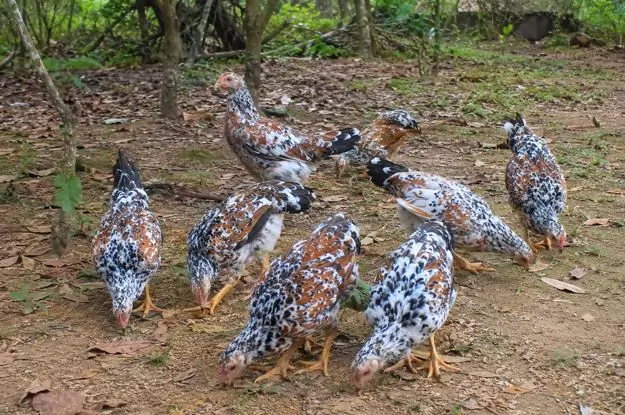 Cây ăn quả