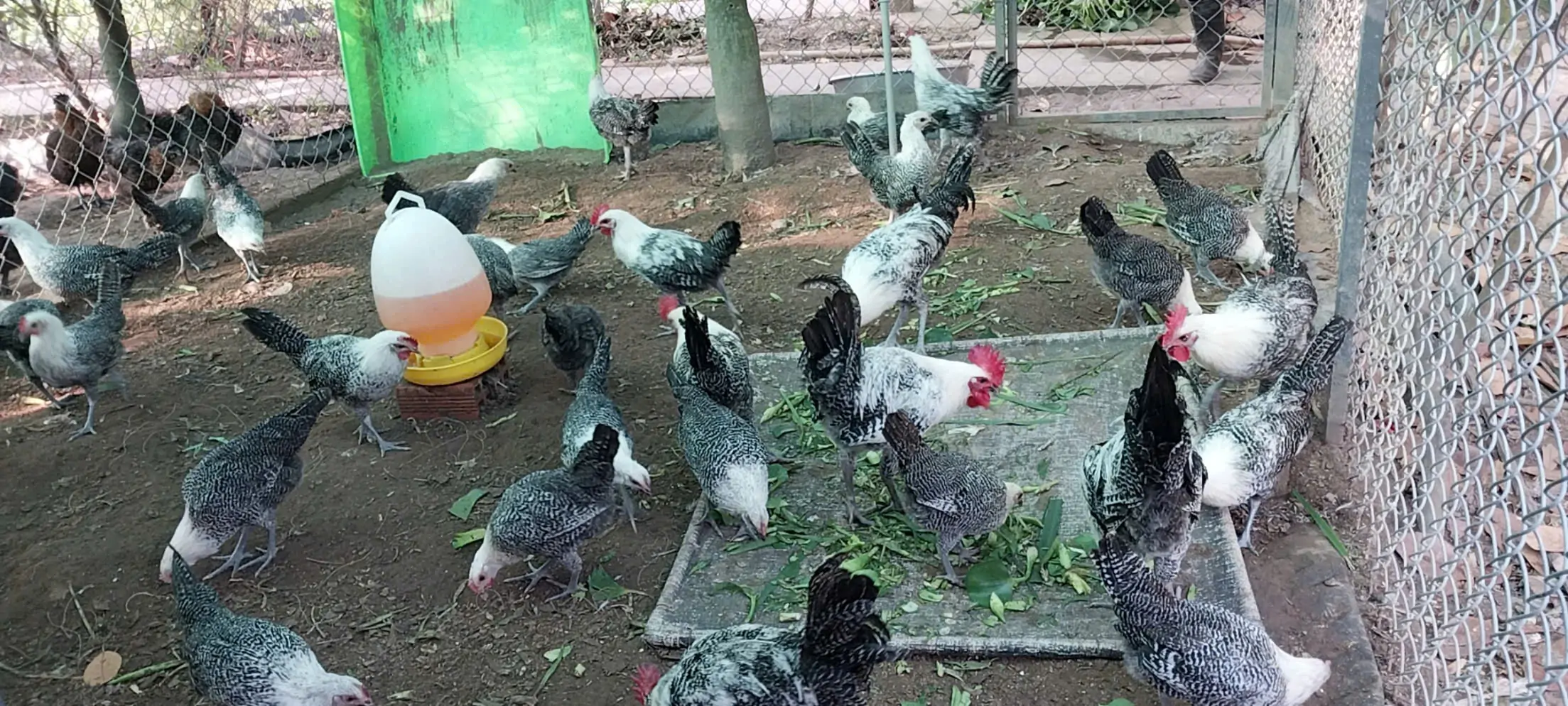 nu&ocirc;i g&agrave; Ai Cập vằn lấy trứng sạch cho gia đ&igrave;nh