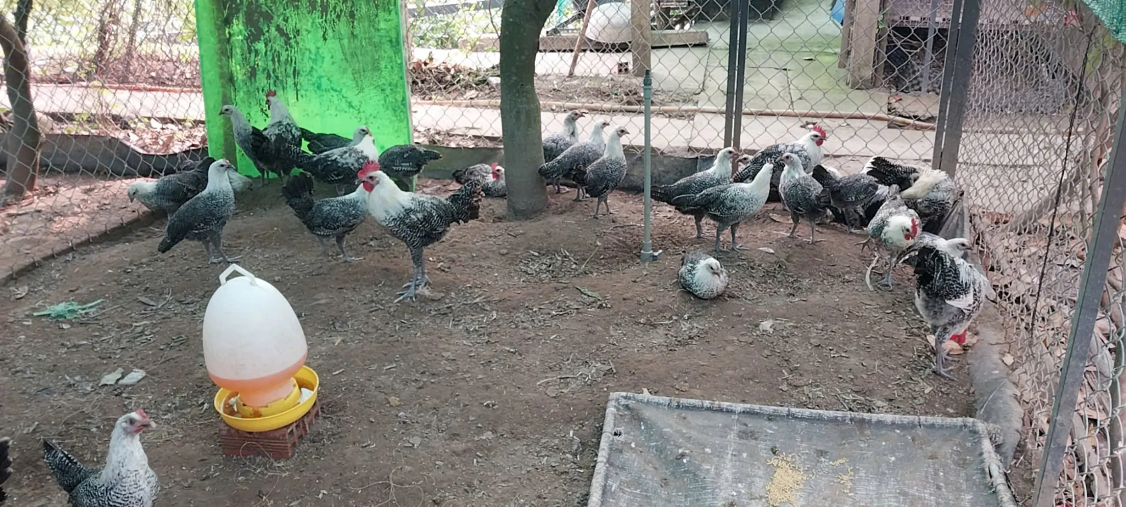 nu&ocirc;i g&agrave; Ai Cập vằn lấy trứng sạch cho gia đ&igrave;nh