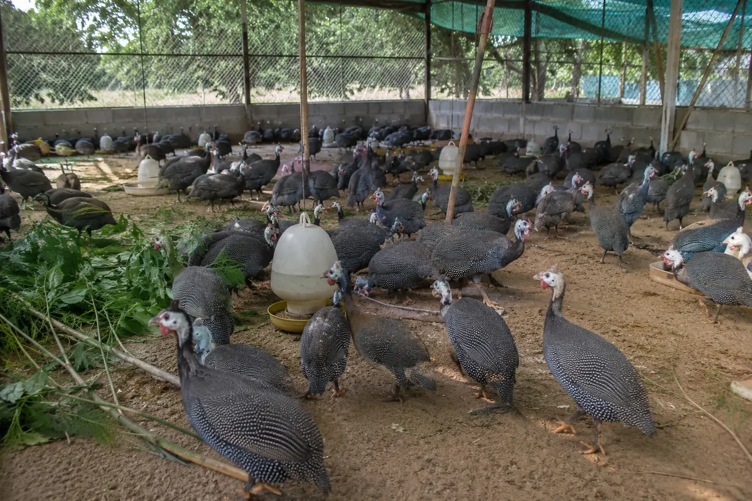TRI THỨC NHÀ NÔNG