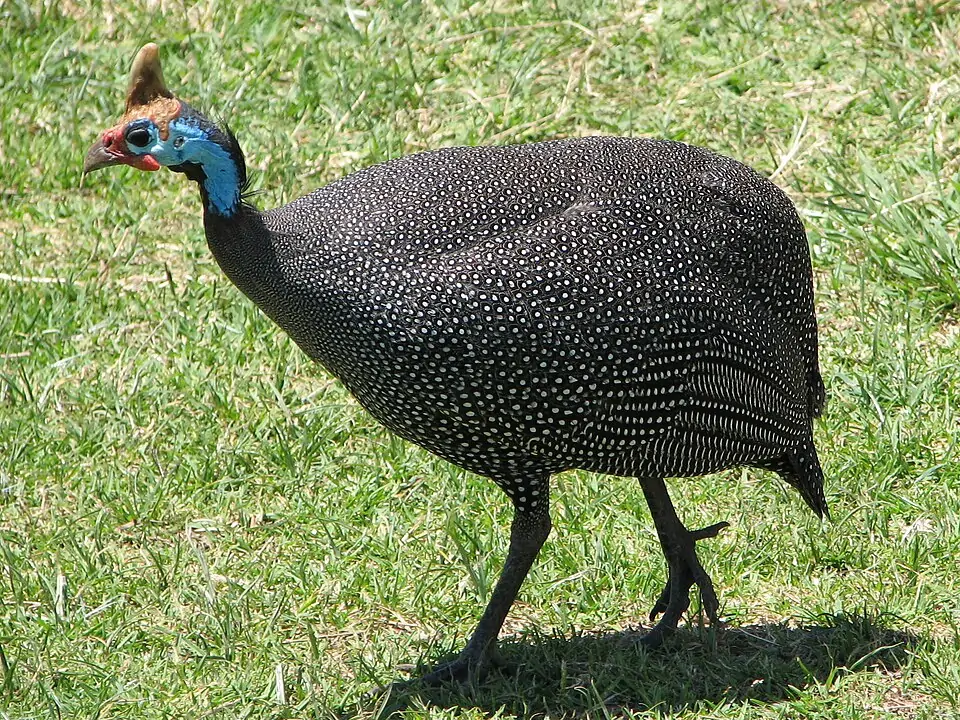 Nu&ocirc;i g&agrave; sao