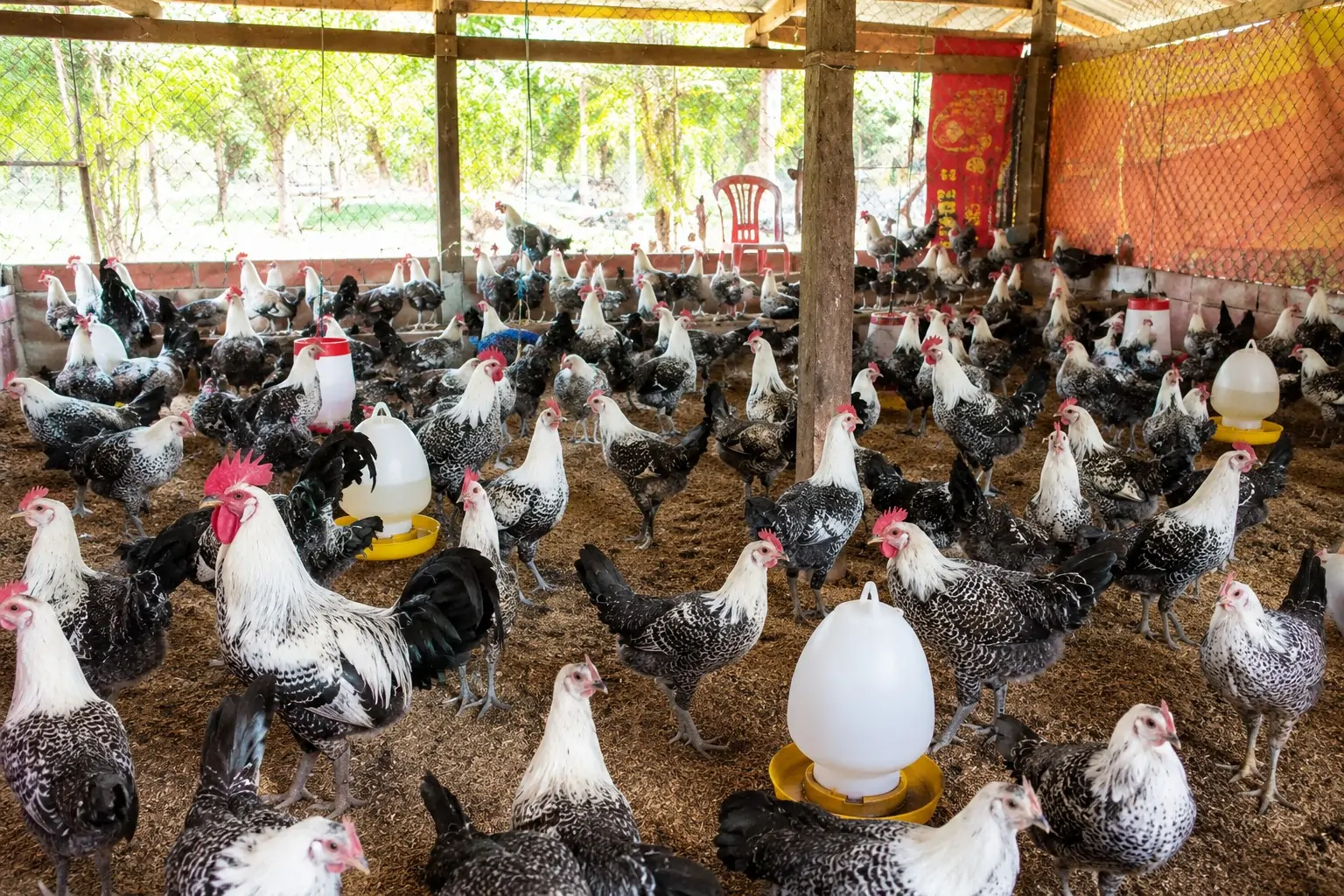Vịt Call Duck