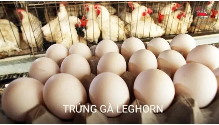 Trích Cồ – Loài Chim Nước Rất Thông Minh, Dễ Nuôi Và Biết Giữ Nhà