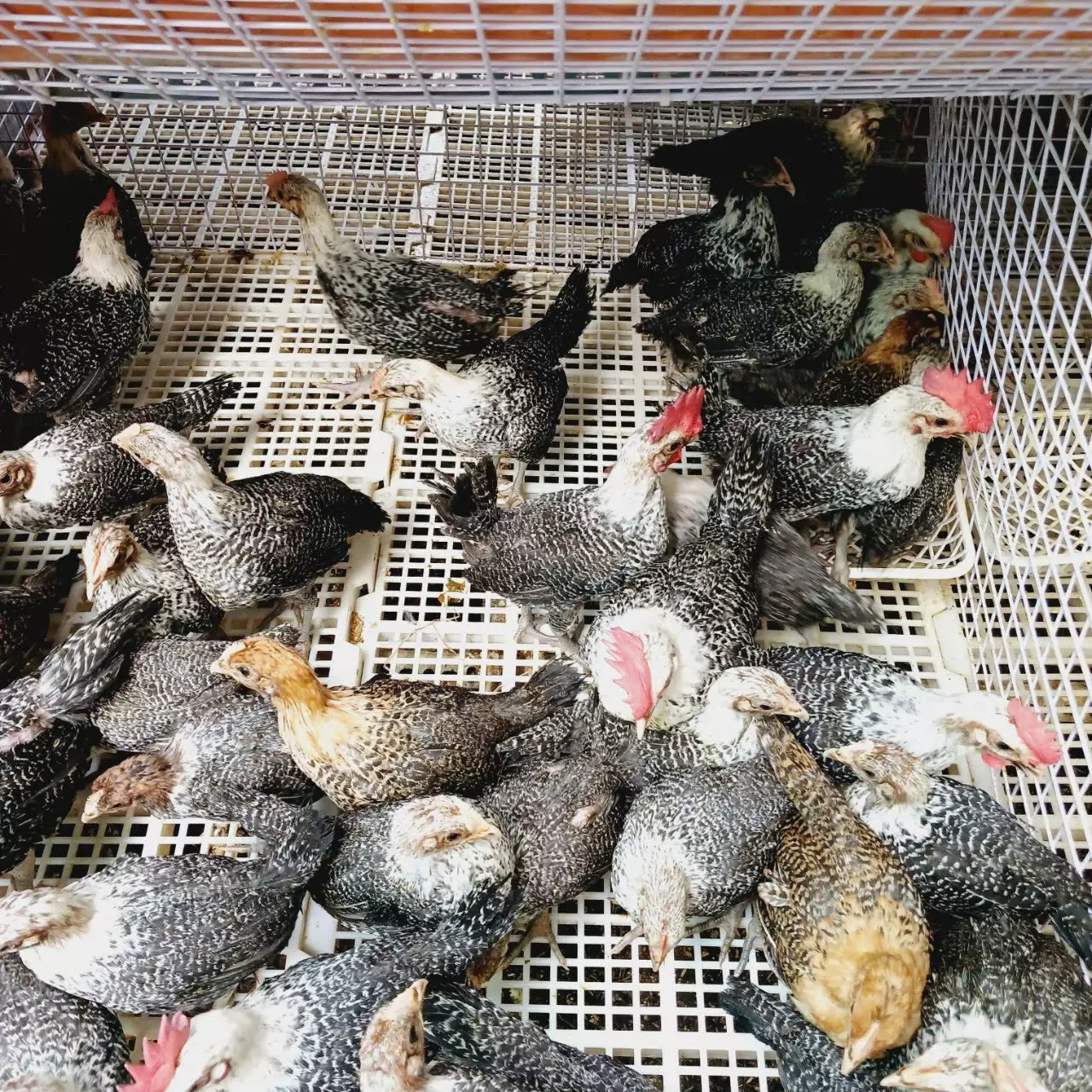 Chia sẻ kinh nghiệm