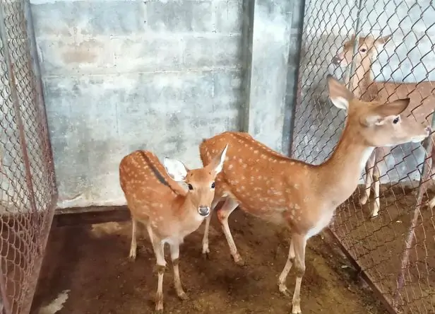 Hươu trưởng thành