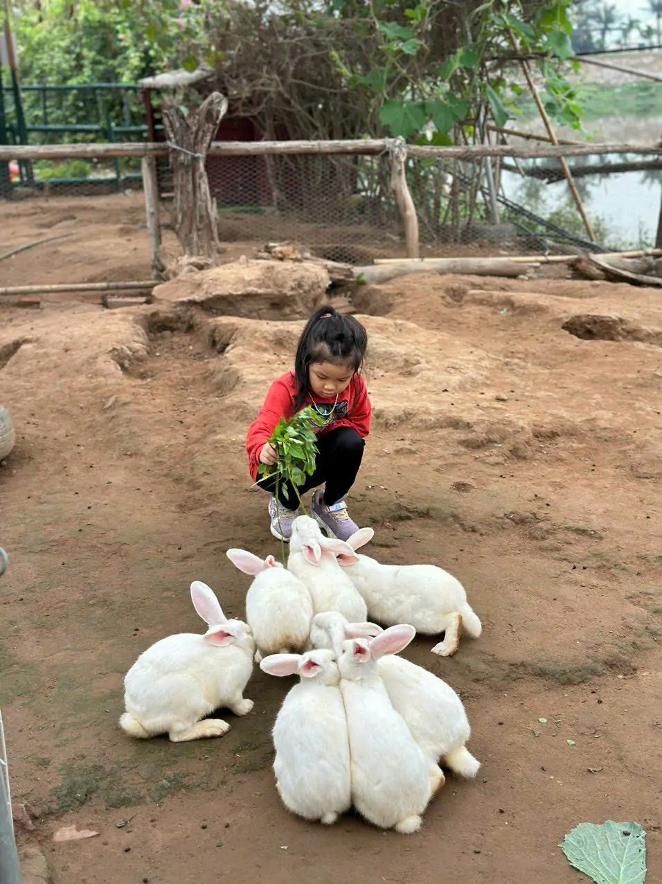Mô hình nuôi thỏ thả vườn 