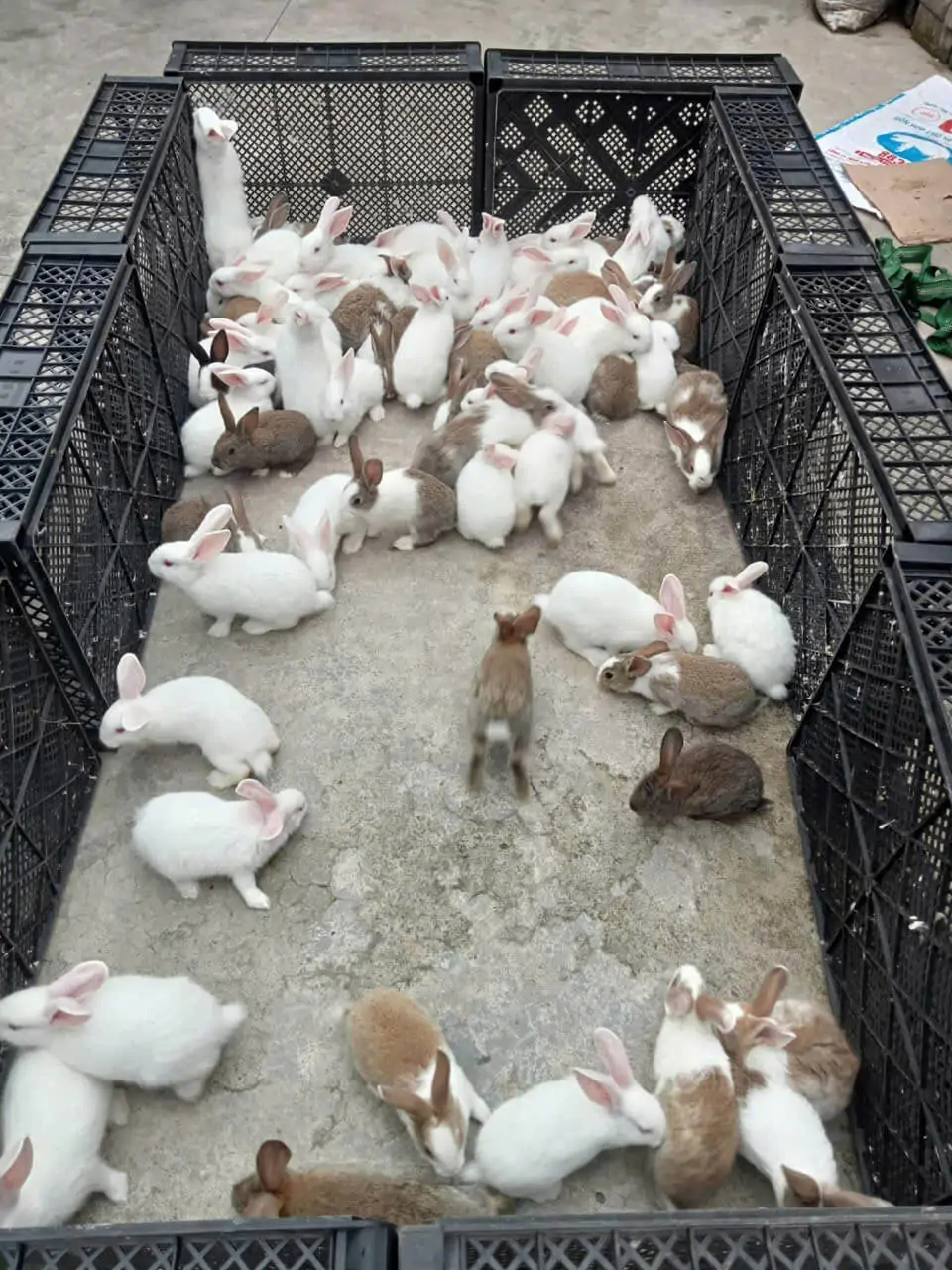 Nuôi thỏ thả vườn