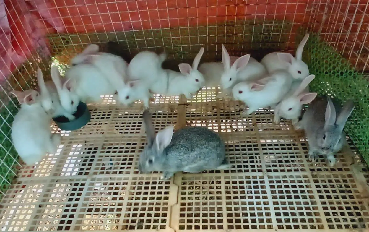 Mô hình nuôi thỏ thả vườn 