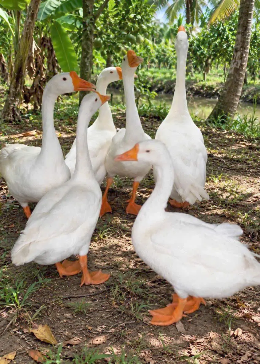 Ngỗng trắng hay Ngỗng Sư Tử