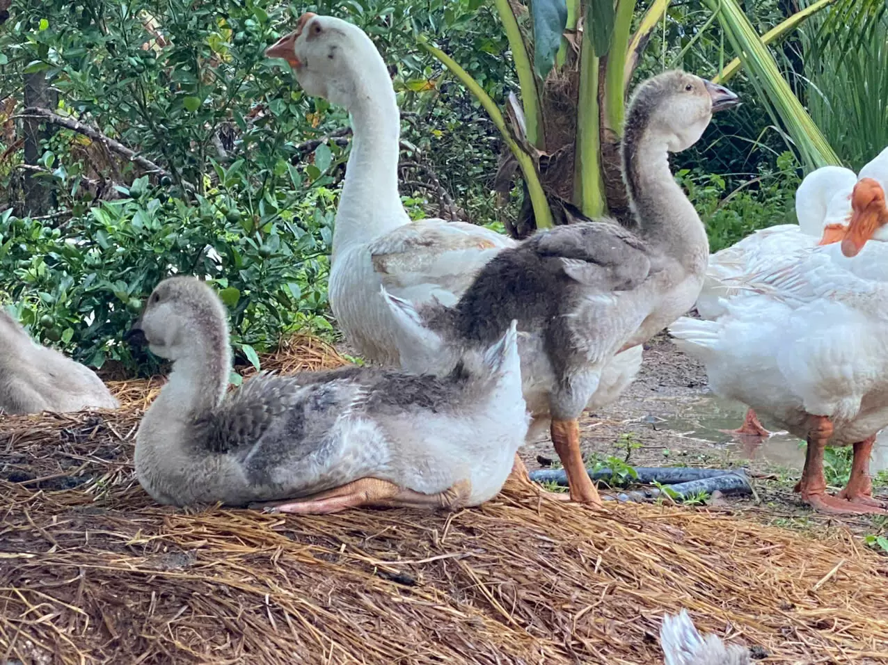 nu&ocirc;i ngỗng sư tử trước nh&agrave; gi&uacute;p xua đuổi kh&iacute; xấu