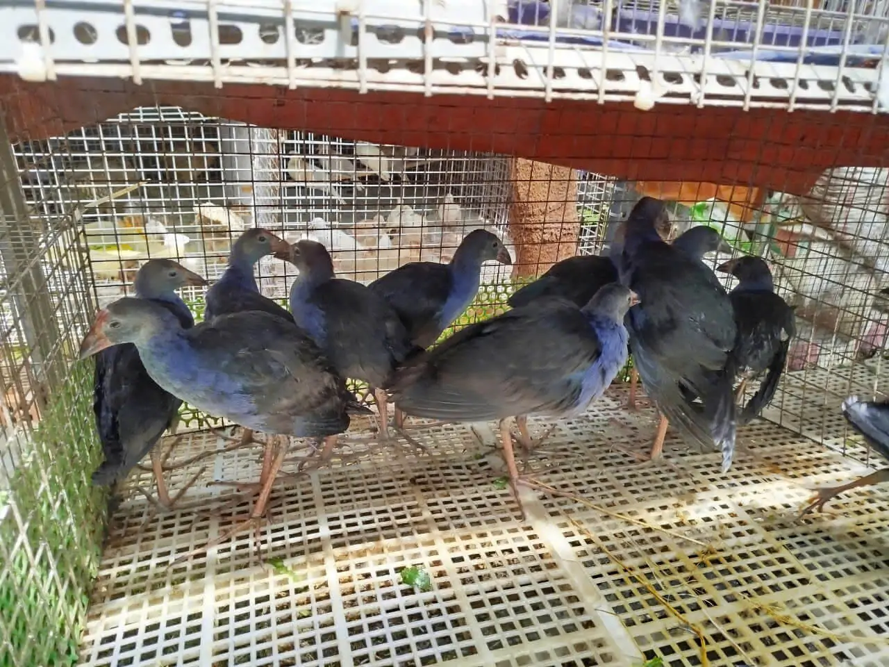 Trích cồ