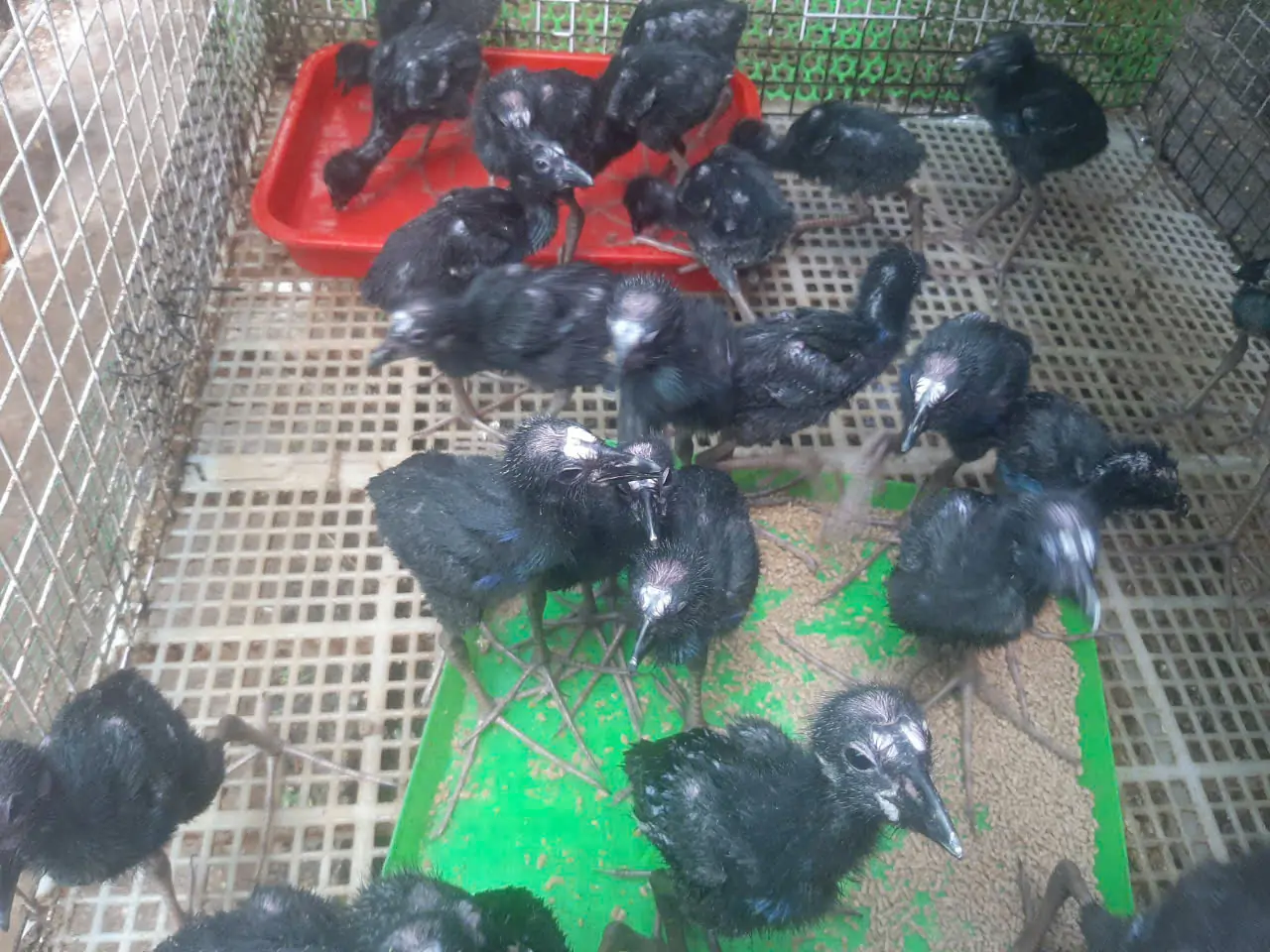 Chim trích cồ con
