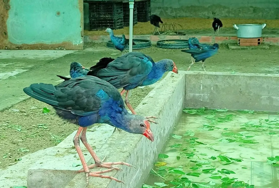 Chim trích cồ trưởng thành