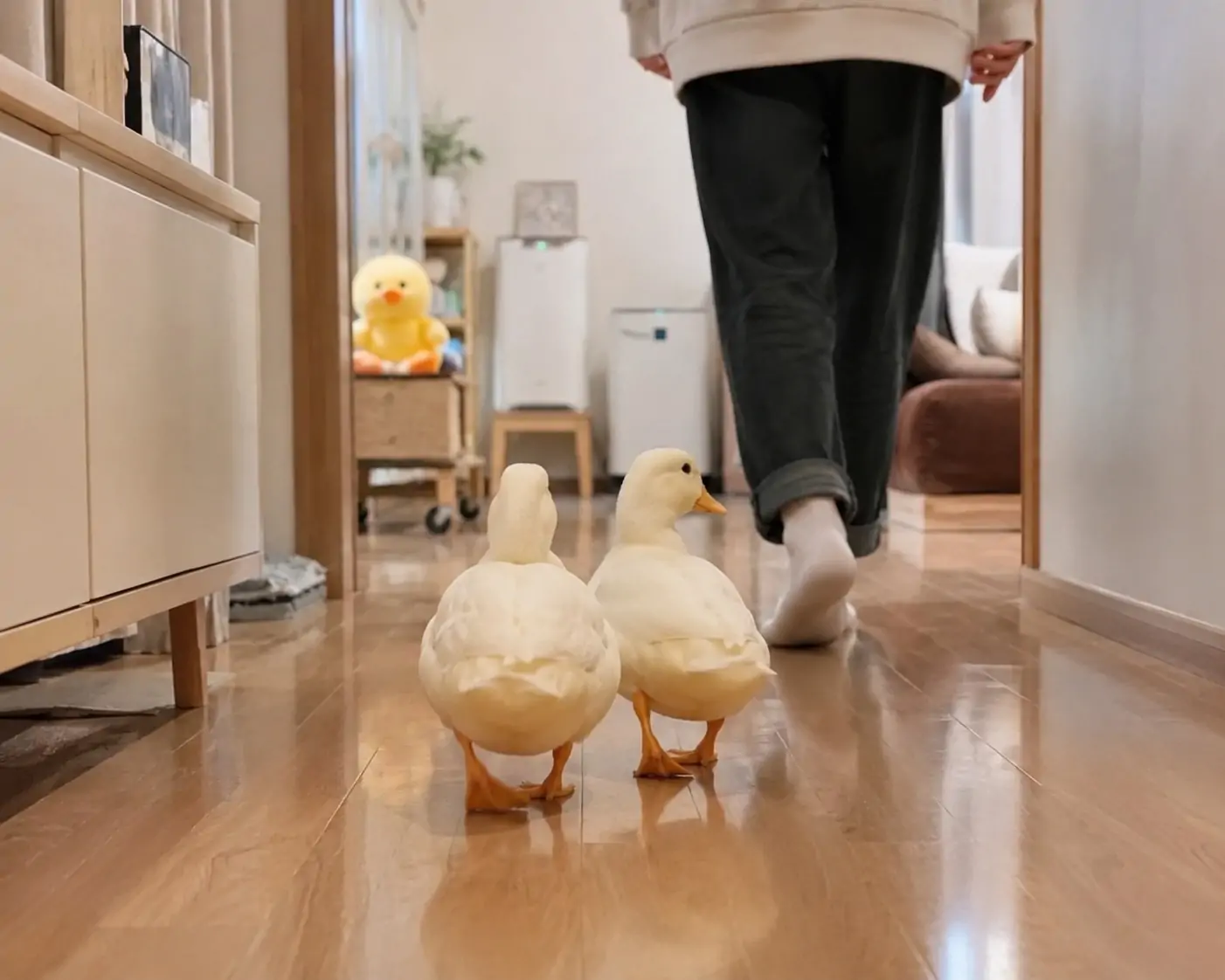 10 Lý Do Giới Trẻ Mê Nuôi Vịt Call Duck Hơn Cả Chó Mèo