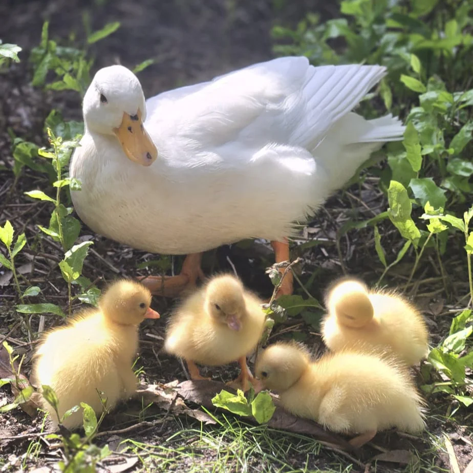 Mua giống vịt Call Duck thuần chủng ở đ&acirc;u uy t&iacute;n