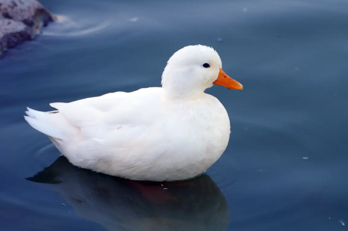 TRI THỨC NHÀ NÔNG