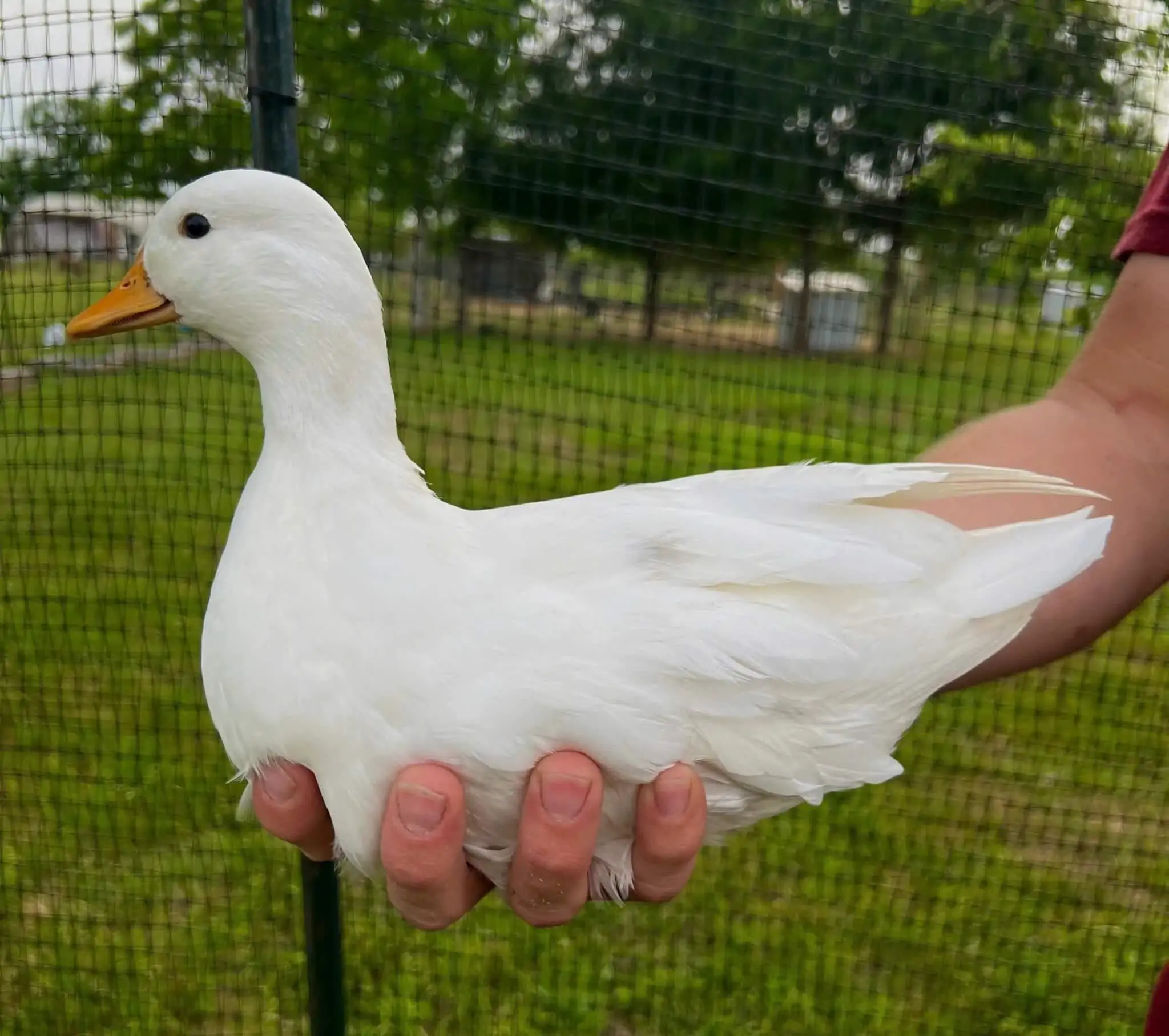 giống vịt call duck