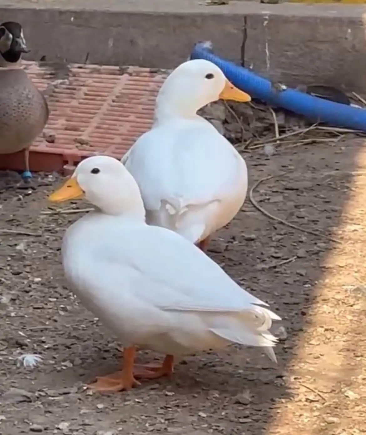 Giống Vịt Call Duck