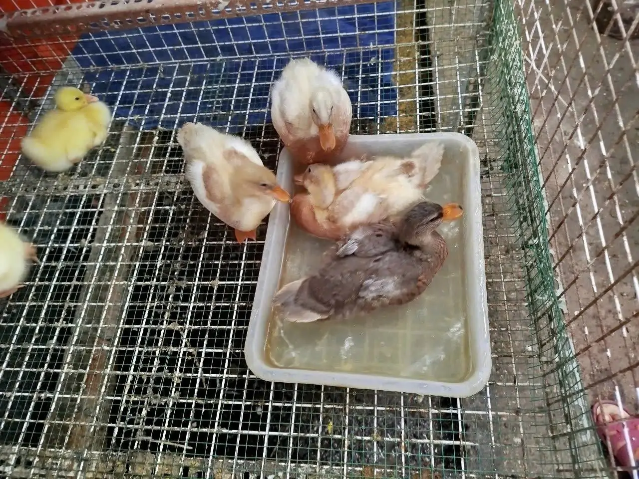 Vịt Call Duck Ăn Gì Để Mau Lớn