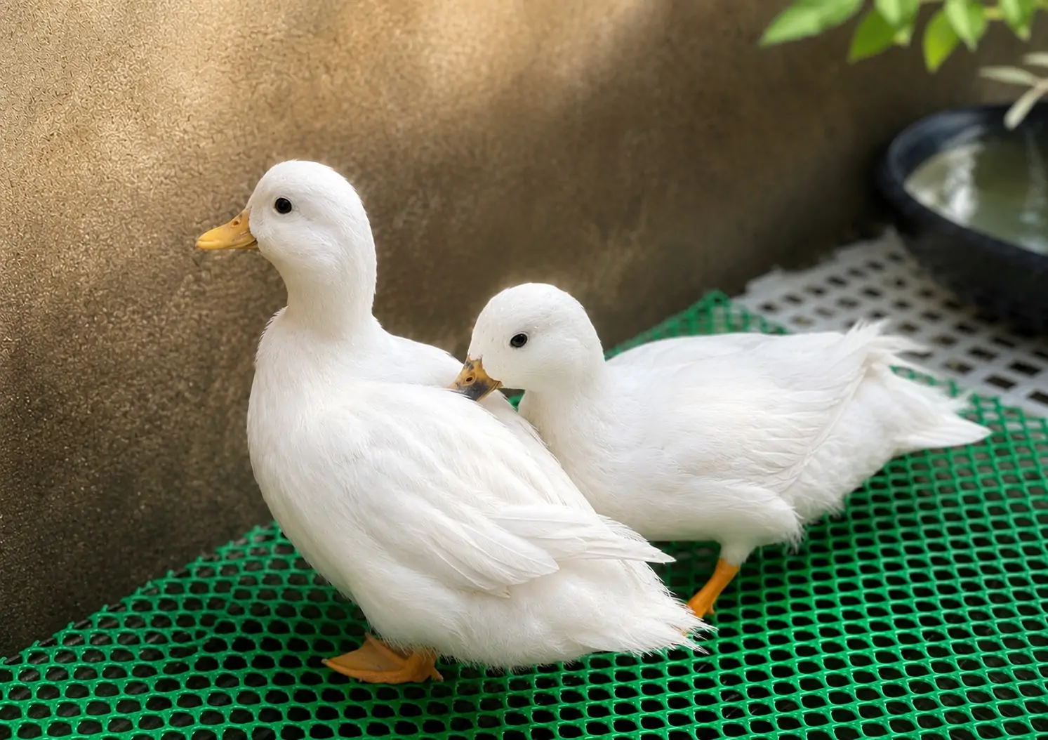 Vịt Call Duck
