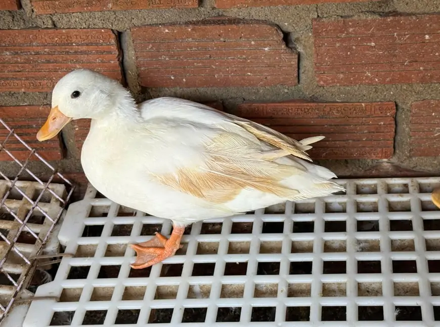 Vịt Call Duck: Tại sao lại được giới trẻ săn l&ugrave;ng