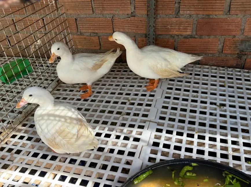 Vịt Call Duck: Tại sao lại được giới trẻ săn l&ugrave;ng