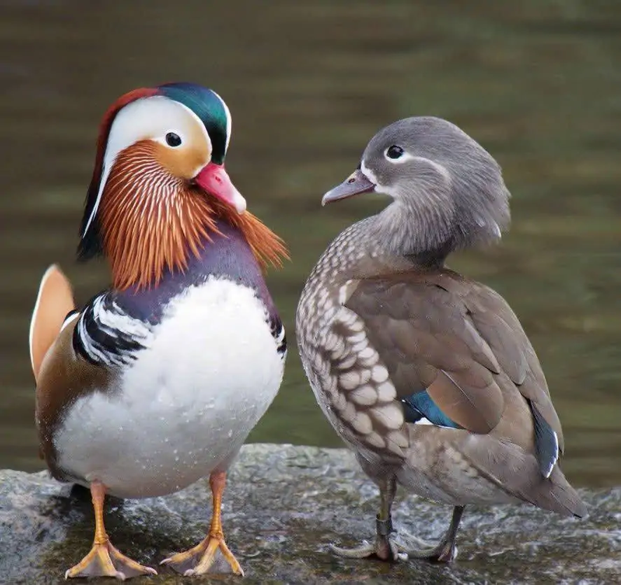 Vịt uyên ương
