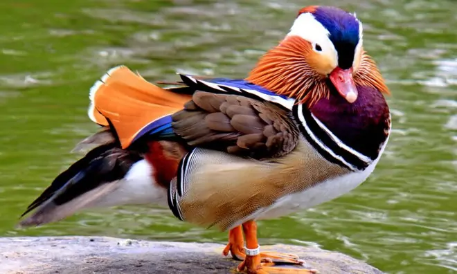 Vịt uyên ương