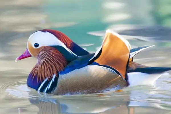 Vịt uyên ương