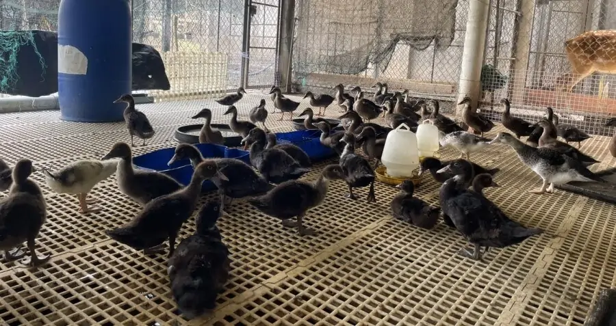 giống vịt xiêm pháp