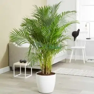 Cây Cọ Cảnh