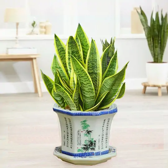 Những loại cây chịu nắng tốt