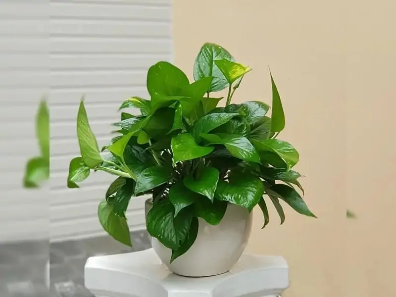 Cây Trầu Bà