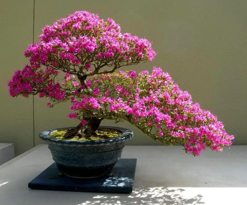 Những loại cây chịu nắng tốt
