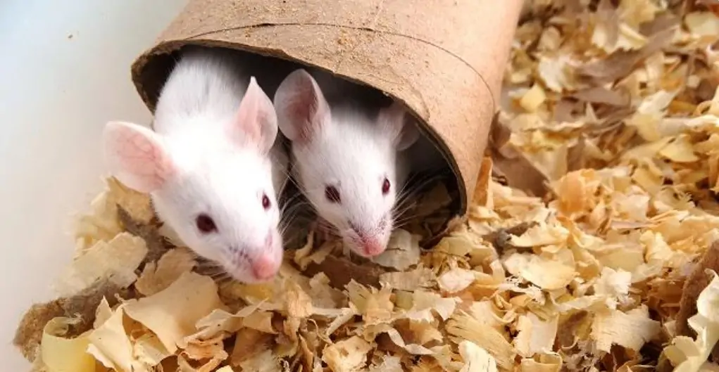 Kỹ thuật ấp trứng Vịt trời