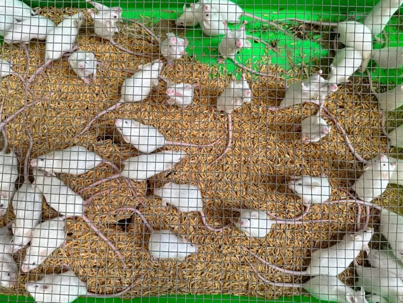 Chuột bạch giống