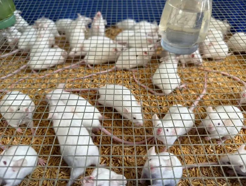 Chuột bạch giống