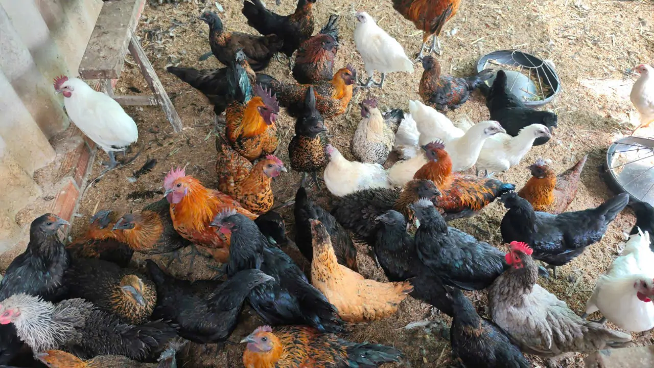 Cảnh b&aacute;o rủi ro khi mua g&agrave; Hơ M&ocirc;ng online: cĐịa chỉ mua con giống g&agrave; Hơ M&ocirc;ng uy t&iacute;n, chất lượng