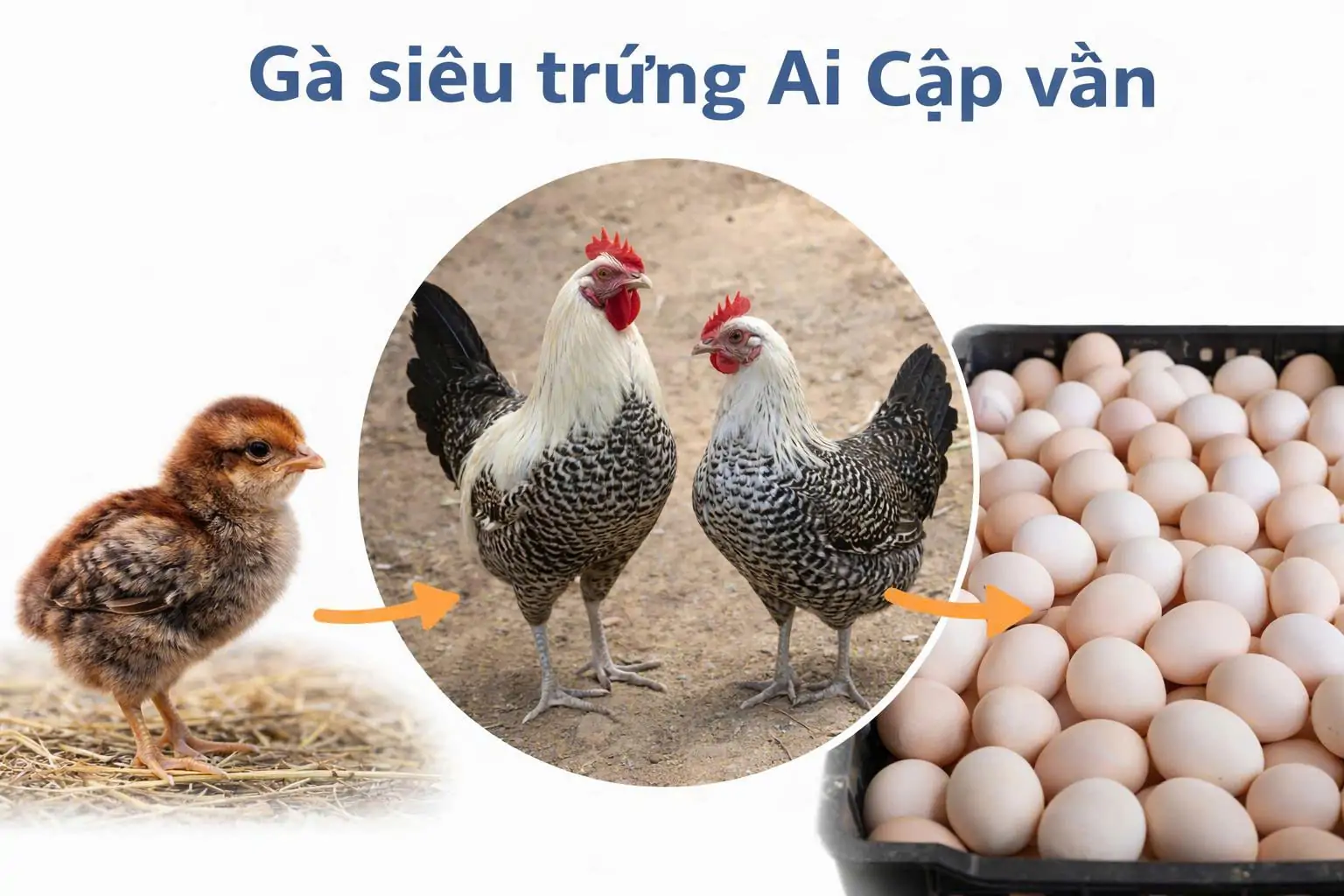 Mua Gà Siêu Trứng Ở Đâu