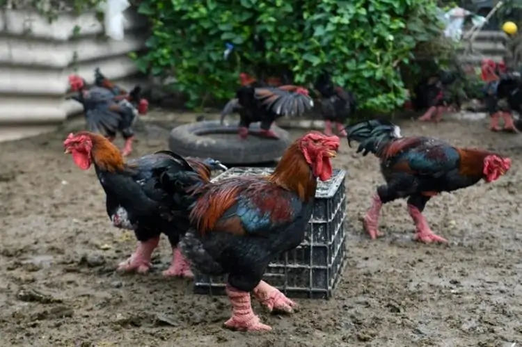 Top 10 gà giống mang lại hiệu quả kinh tế cao cho nông hộ