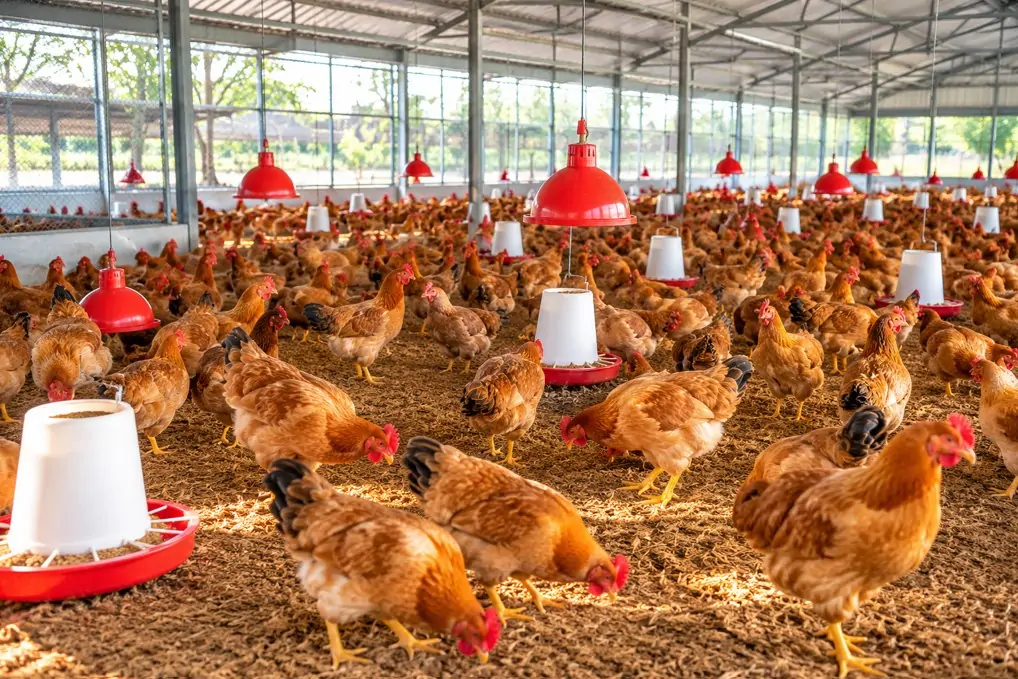 Phân Biệt Gà Ai Cập Vằn Và Gà Ai Cập Trắng