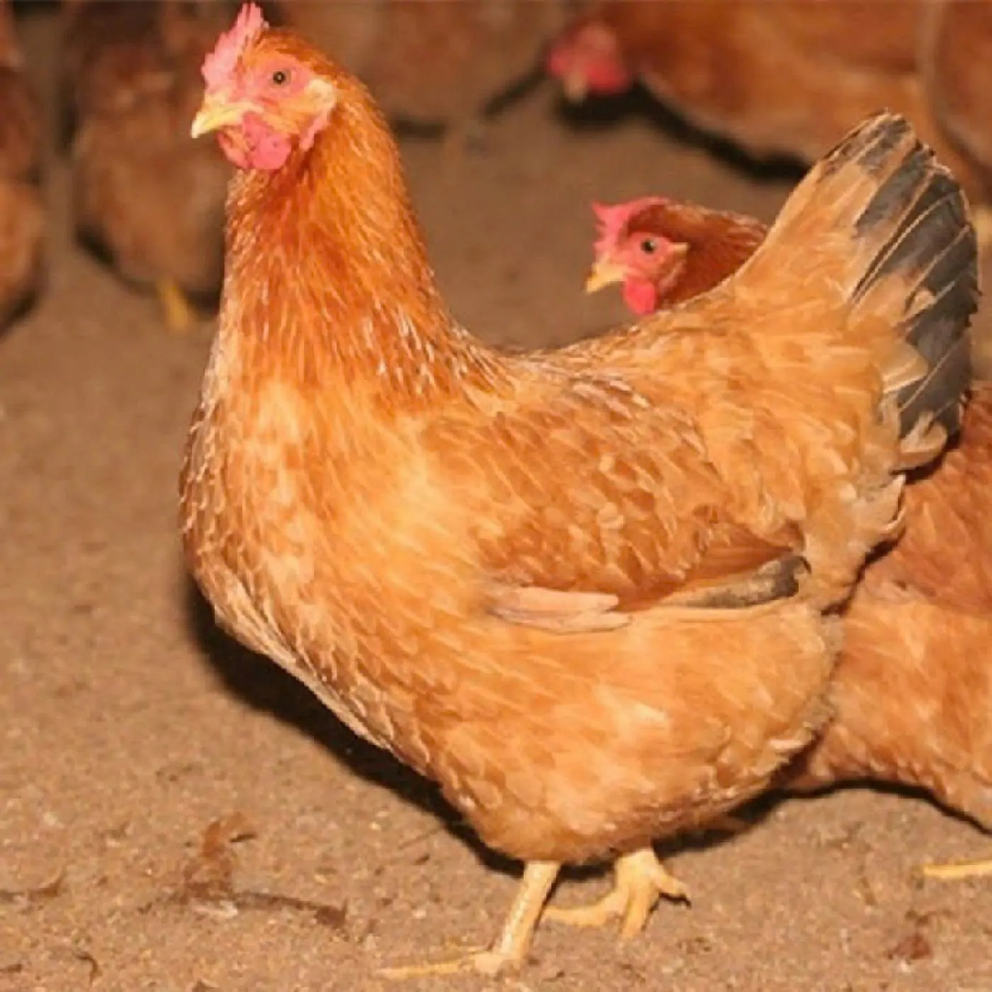 G&agrave; T&agrave;u V&agrave;ng