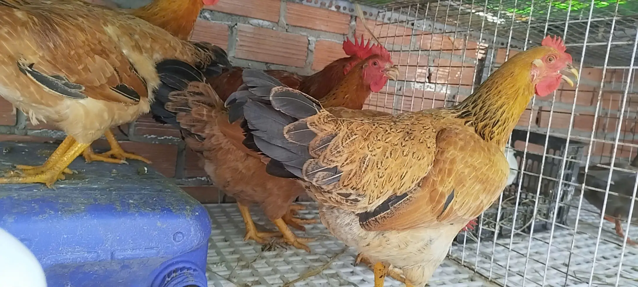 Gà Tàu Vàng nuôi bao lâu xuất bán đạt giá cao nhất