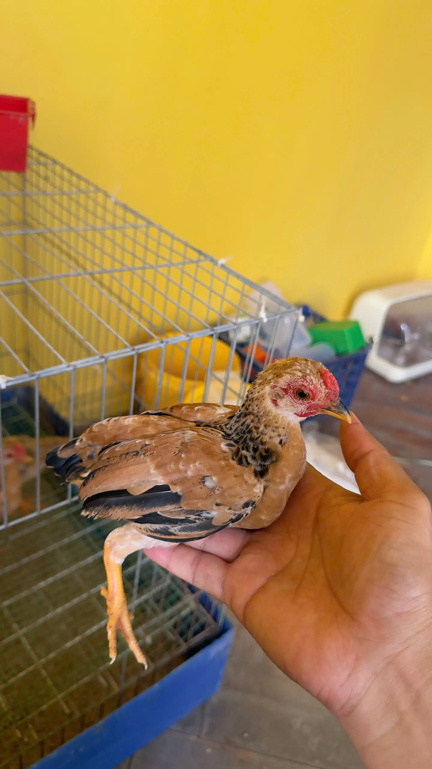 Gà Tre Bắc Cộc hay Gà Tre Thái