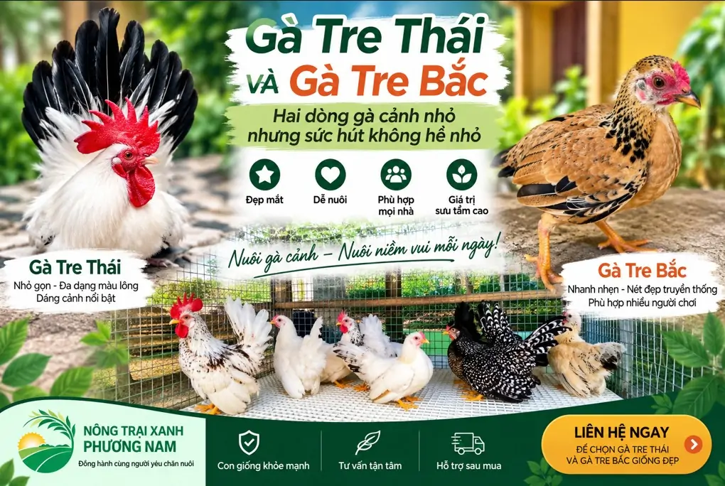 Gà Ai Cập Vằn Có Gì Lạ? 7 Điều Người Nuôi Gà Siêu Trứng Ít Biết